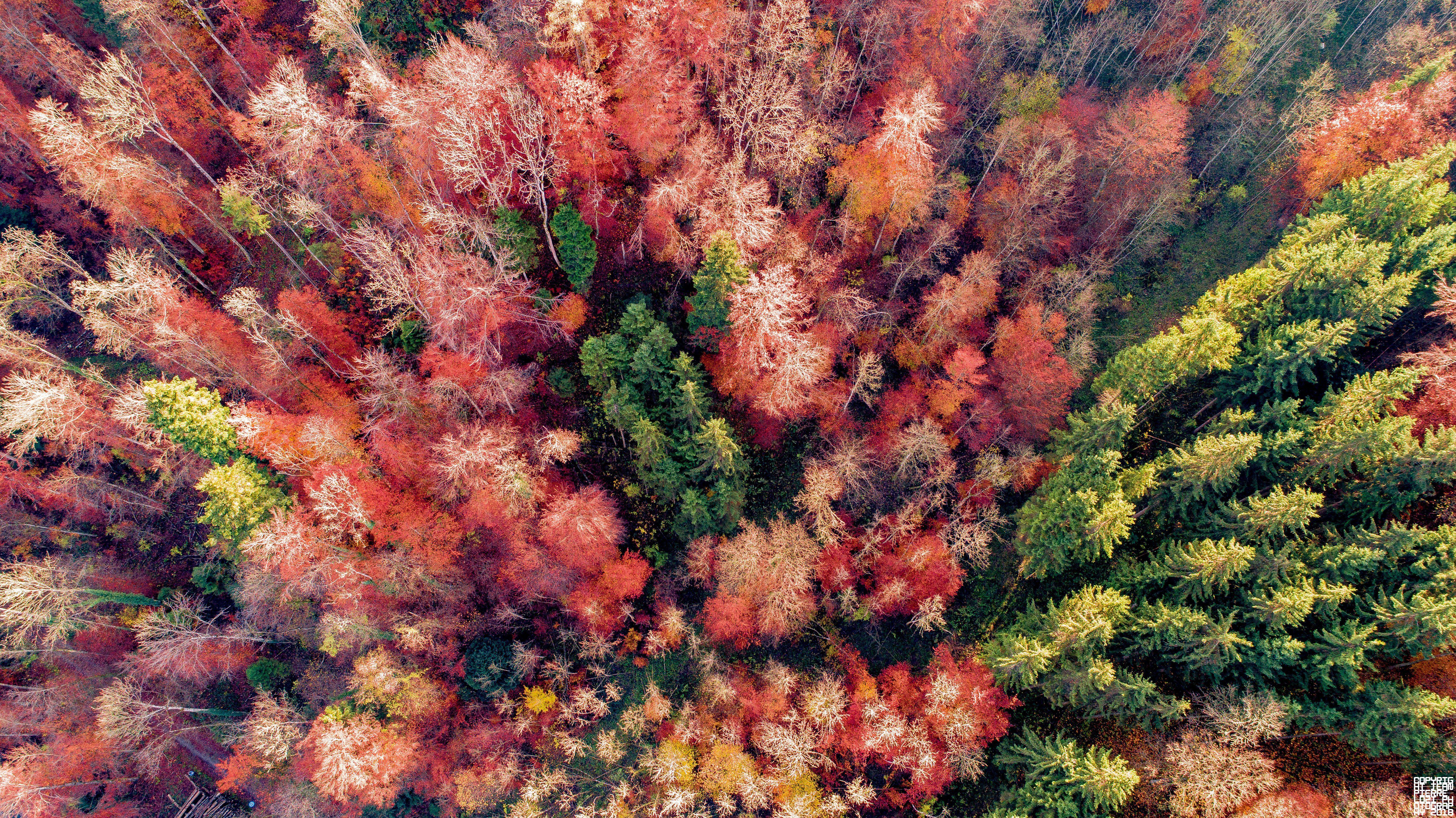 5464x3070 Trees in Switzerland 4K wallpaper