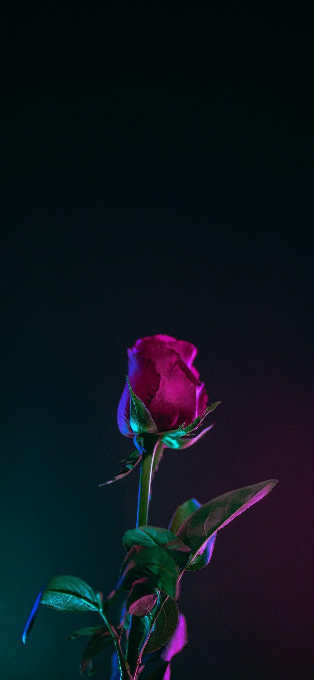 1080x2340 Xiaomi Redmi Note 7, iPhone, Desktop HD Background / Wallpaper (1080p, 4k) (1080x2340) (2021)