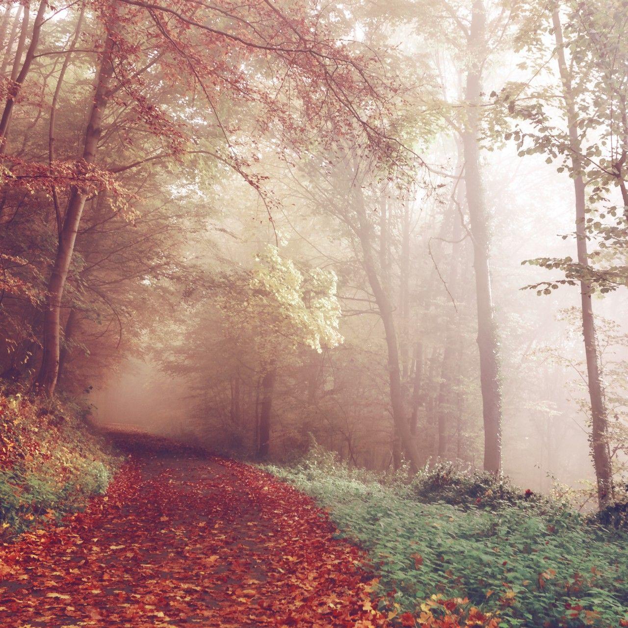 1280x1280 Foggy Forest Wallpaper 4k Background HD To Winter Transition 1280x1280 wallpaper