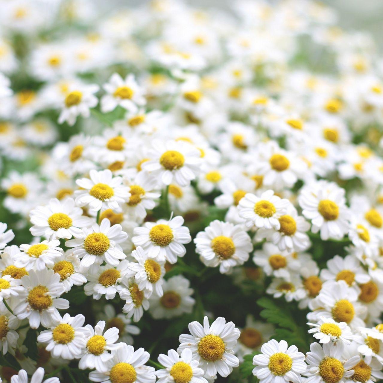 1280x1280 Download Daisies, 5k, 4k wallpaper, flowers, spring Apple iPad wallpaper 1280x1280