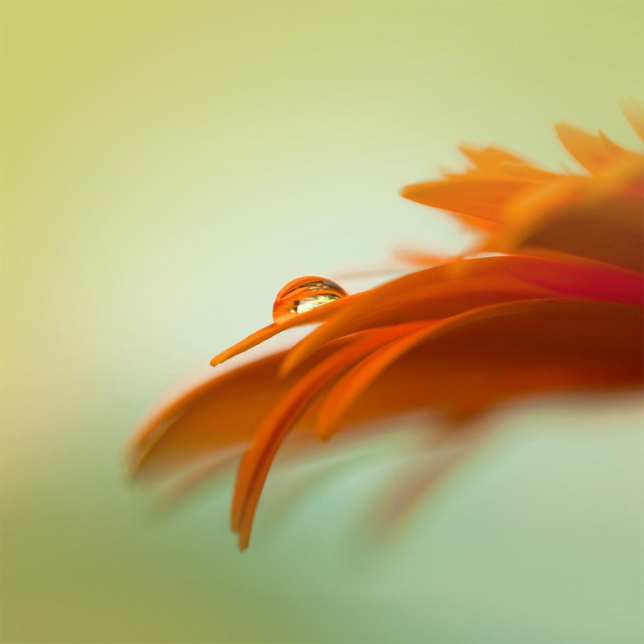1280x1280 Samsung Galaxy S Wallpaper Collection 1280x1280