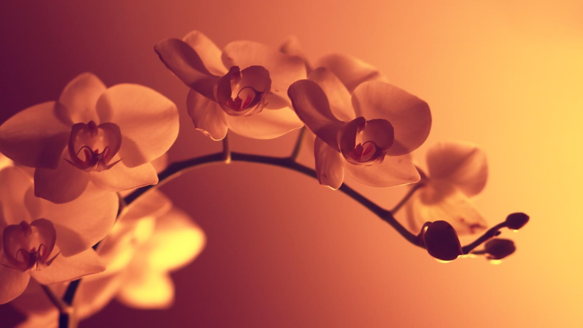 1920x1080 Full HD Quality Wallpaper for PC & Mac, Laptop, Tablet, Mobile Phone