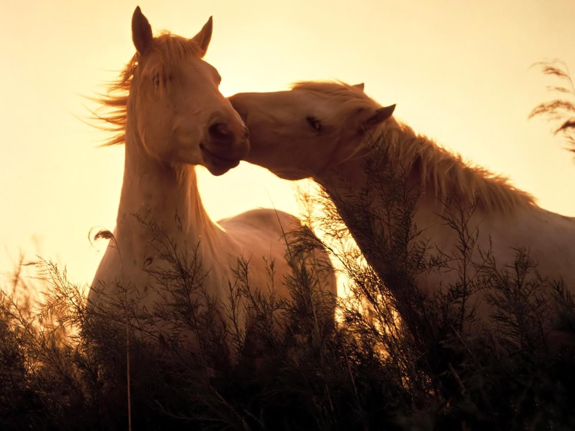1920x1440 your tenderness.. Gallery · Animals · Horses tenderness. Free Background 1920x1440. Horse wallpaper, Horses, Horse love