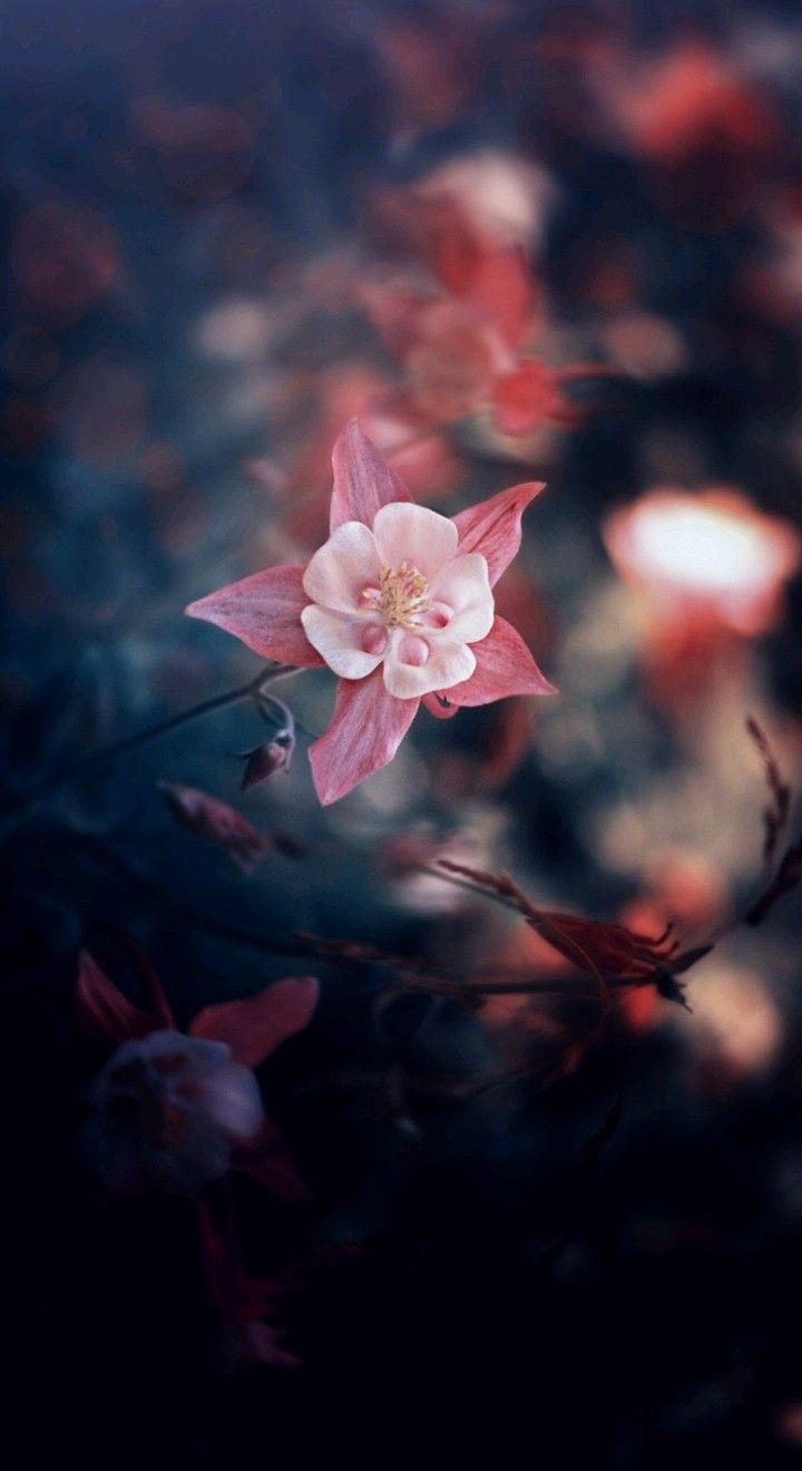 Dope Flowers Wallpapers - Top Free Dope Flowers Backgrounds ...