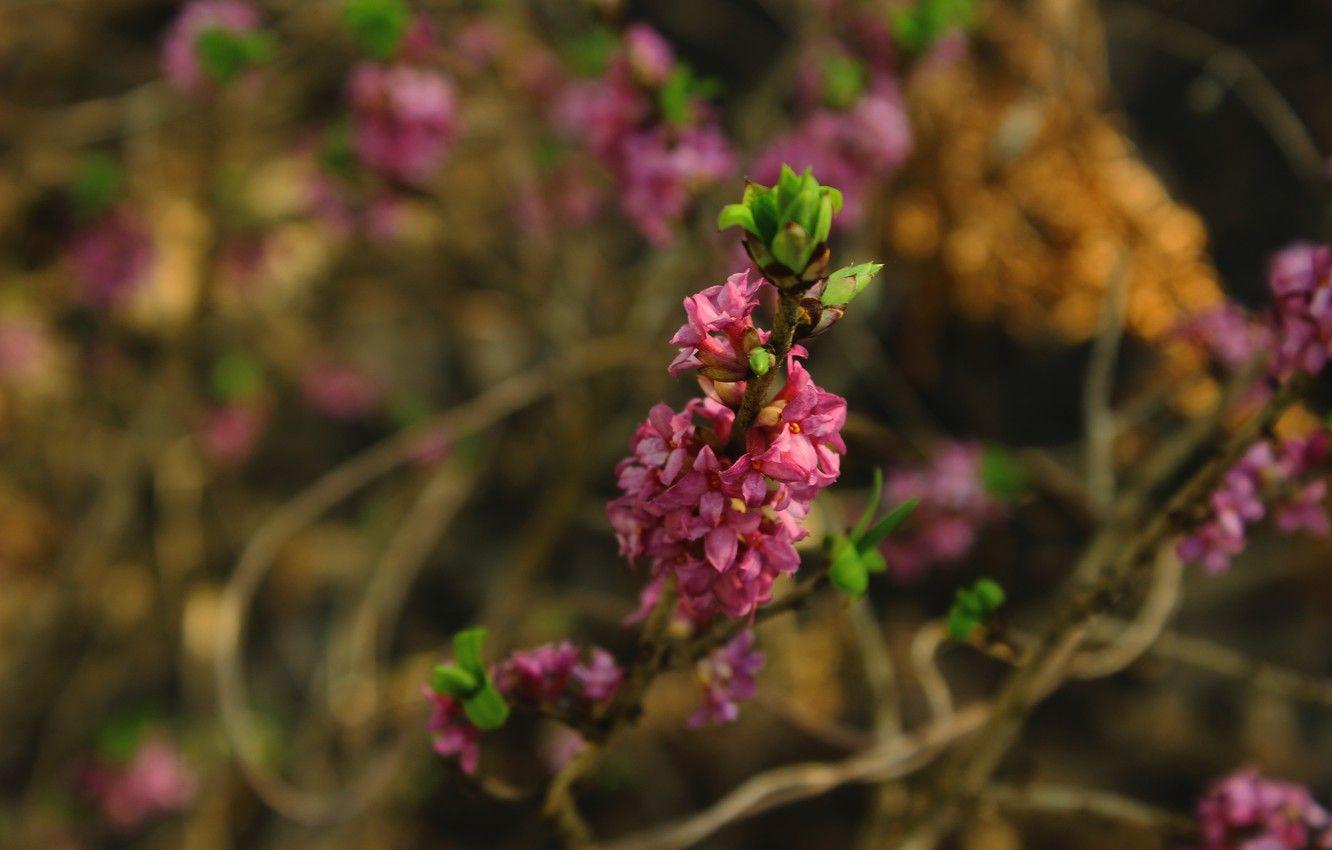 1332x850 Wallpaper Bush, contrast, pink flower, dope image for desktop, section цветы