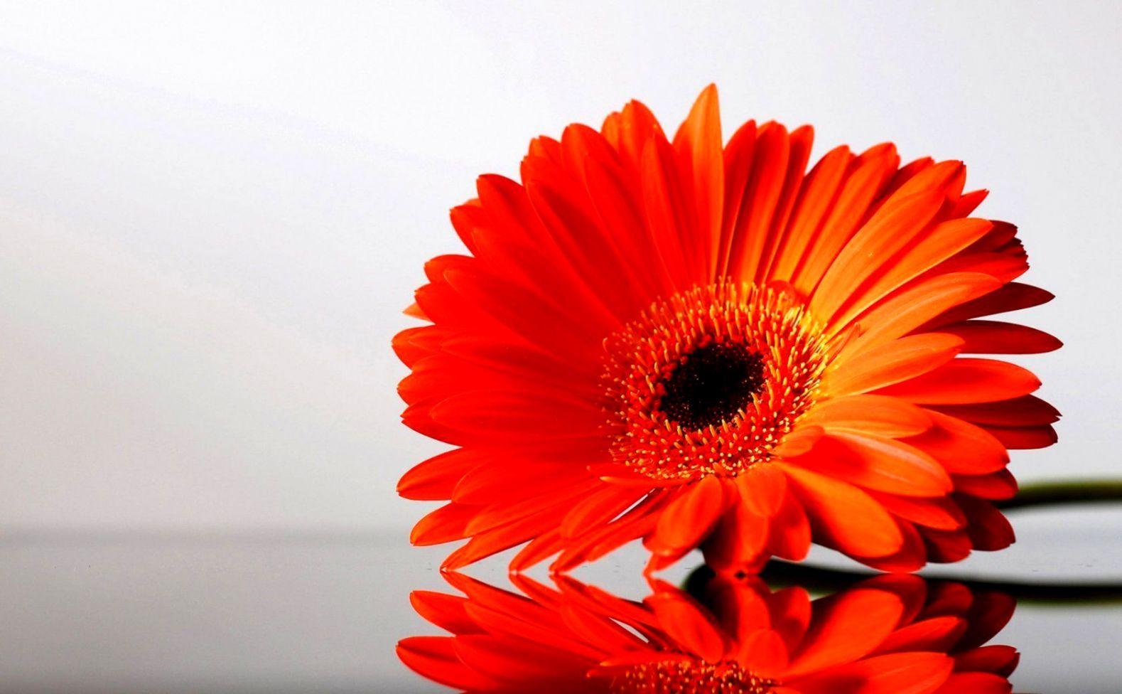1579x976 Orange Flowers Wallpaper