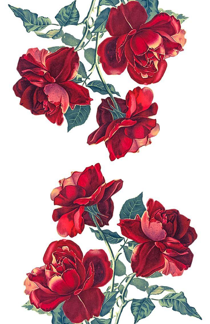 736x1132 flower pattern. Rose art, Red roses, Red iphone case