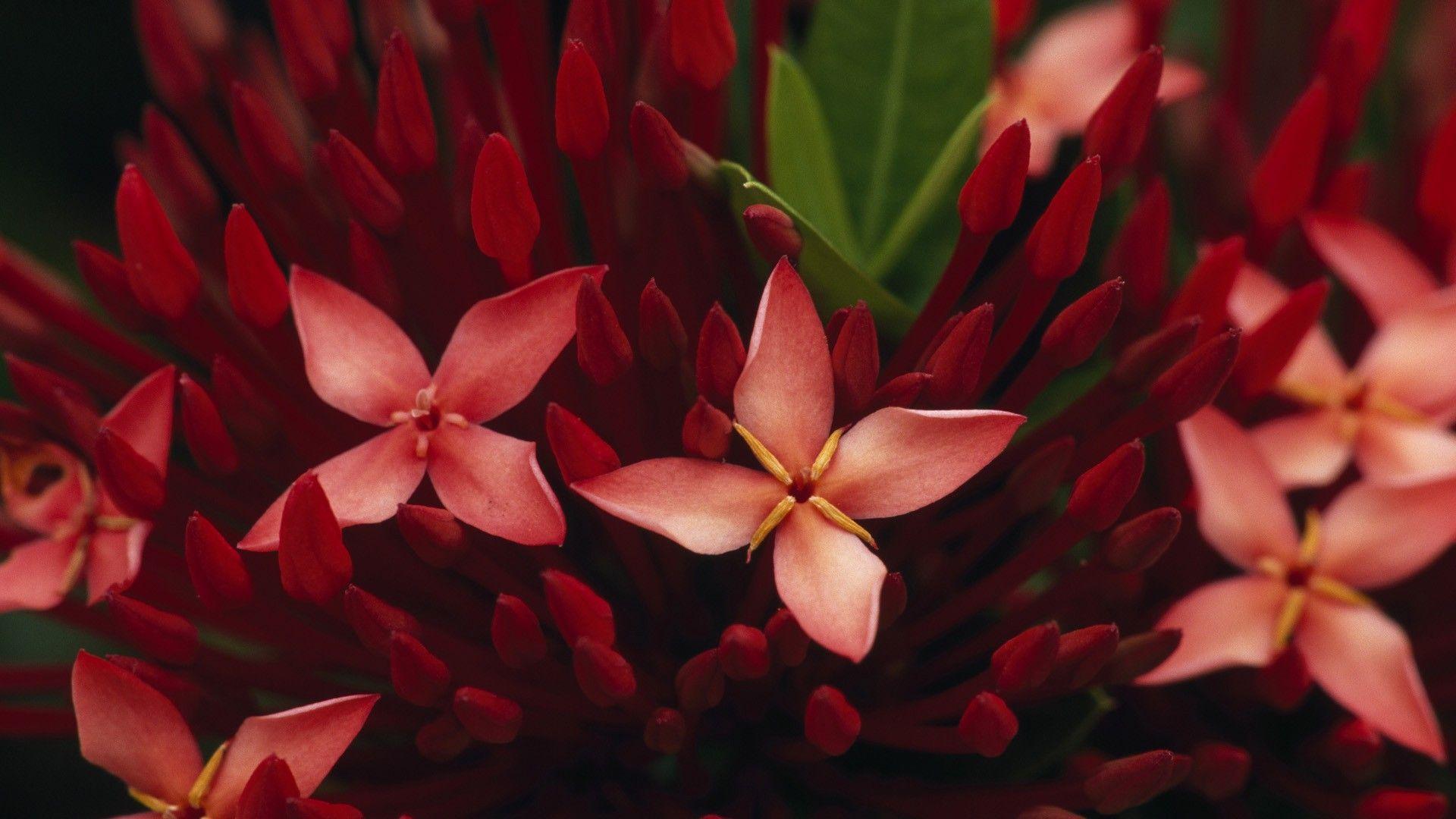 1920x1080 Flowers: Popular Beautiful Red Nature Flowers Flower Wallpaper HD