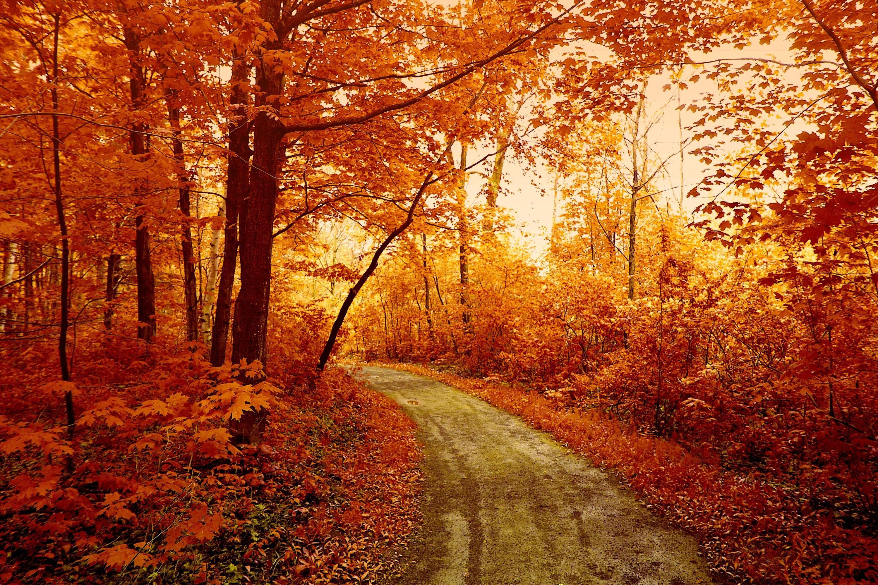 3000x2000 Autumn Forest Wallpaper