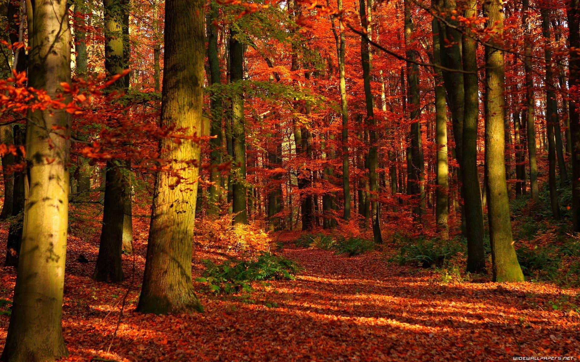 1920x1200 Autumn Forest Wallpaper