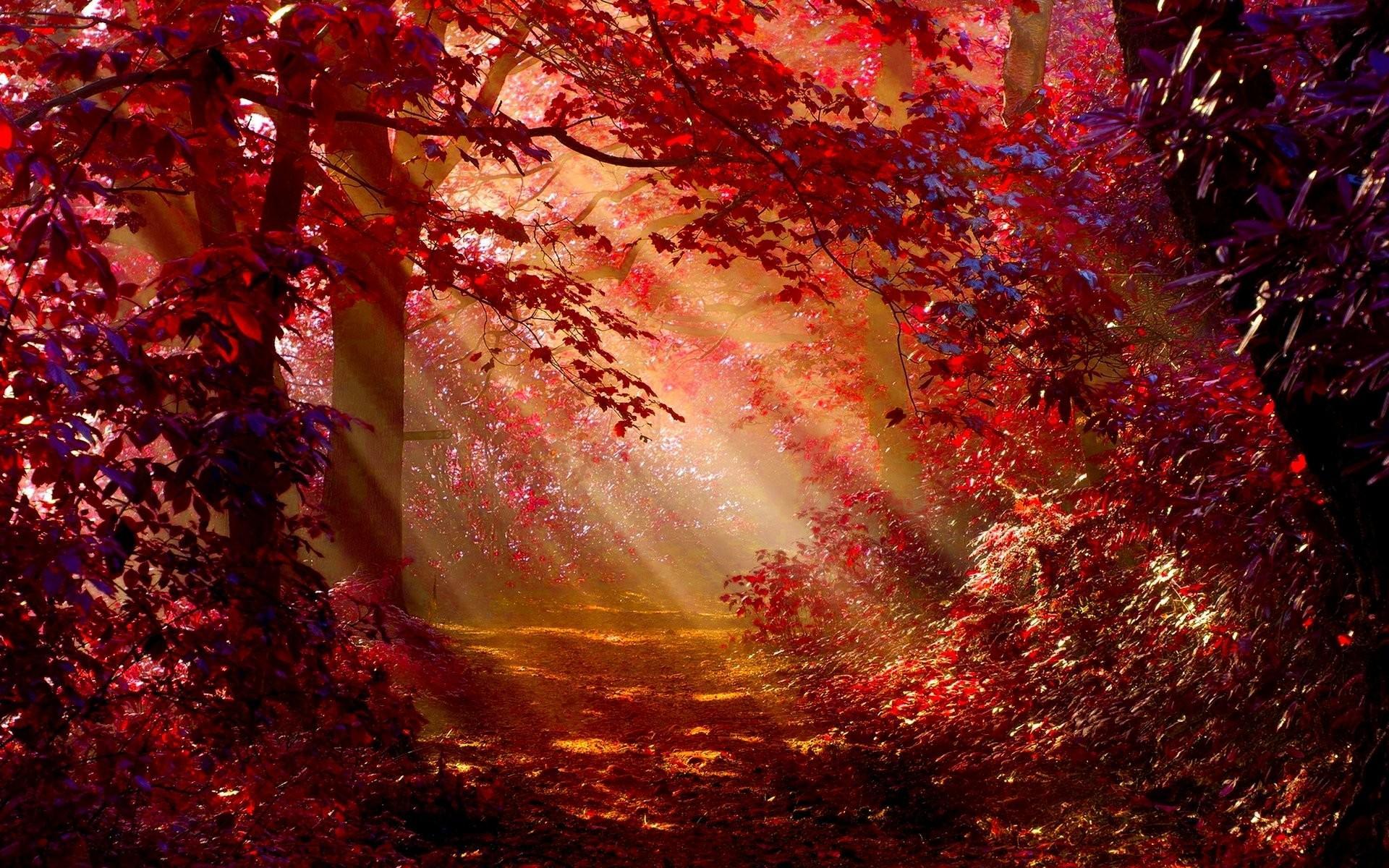 1920x1200 Red Fall Forest Wallpaper