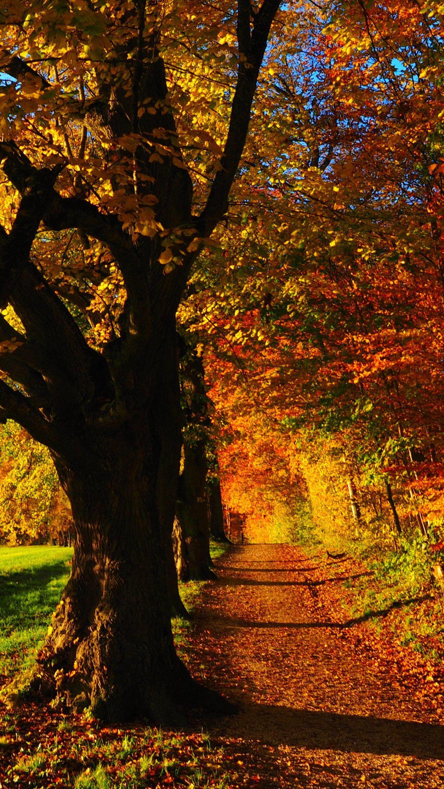 1440x2560 Fall Forest Forest Wallpaper & Background Download