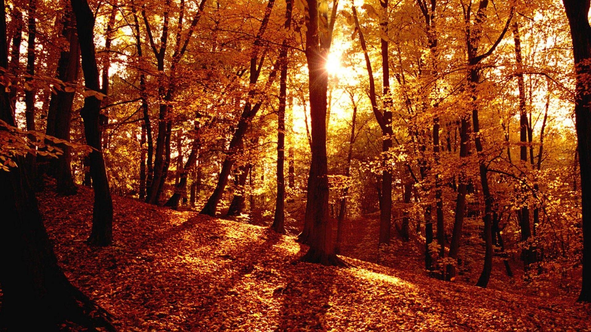 1920x1080 Autumn Forest Wallpaper