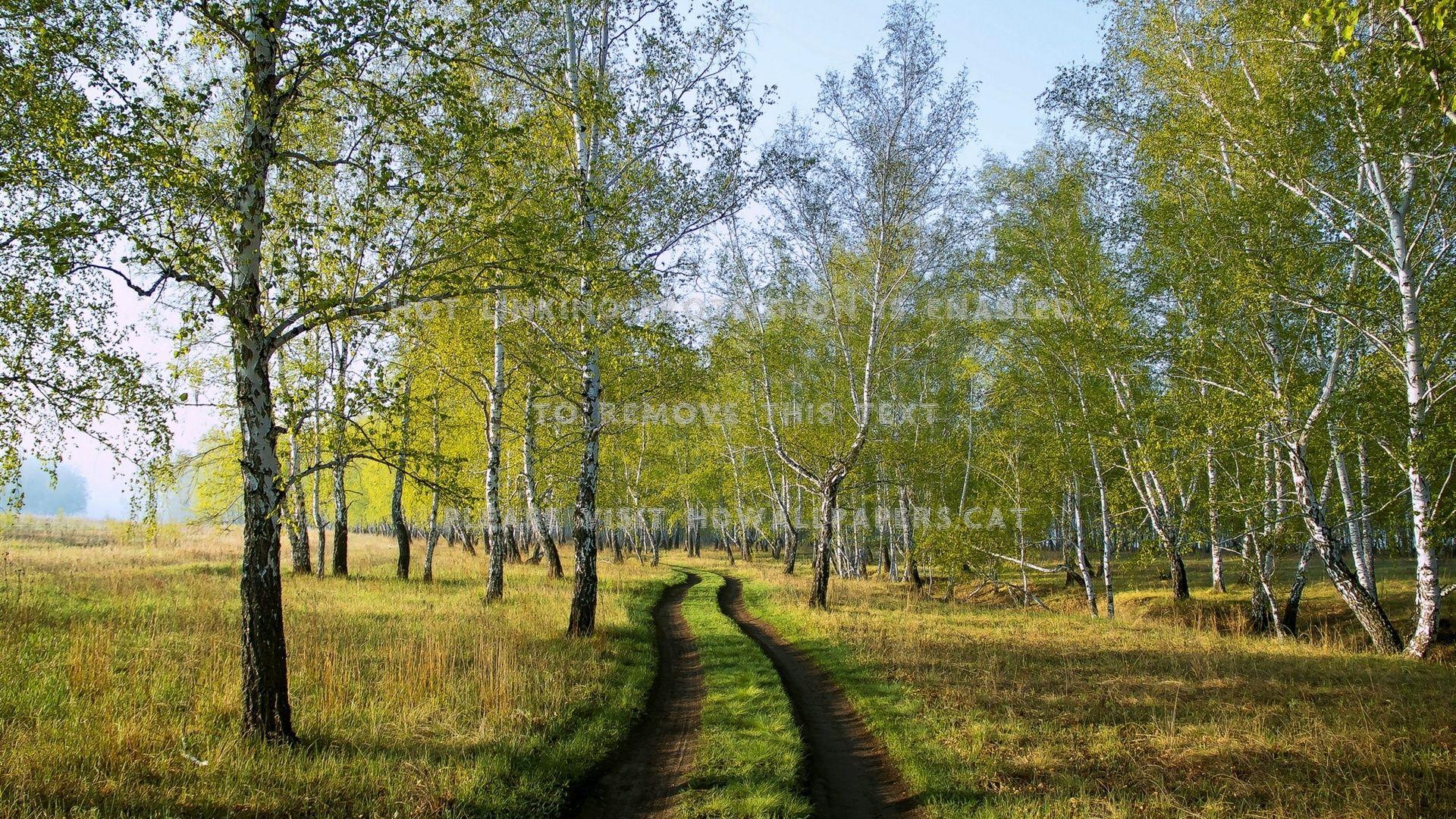 1920x1080 deep forest road grass ruts nature