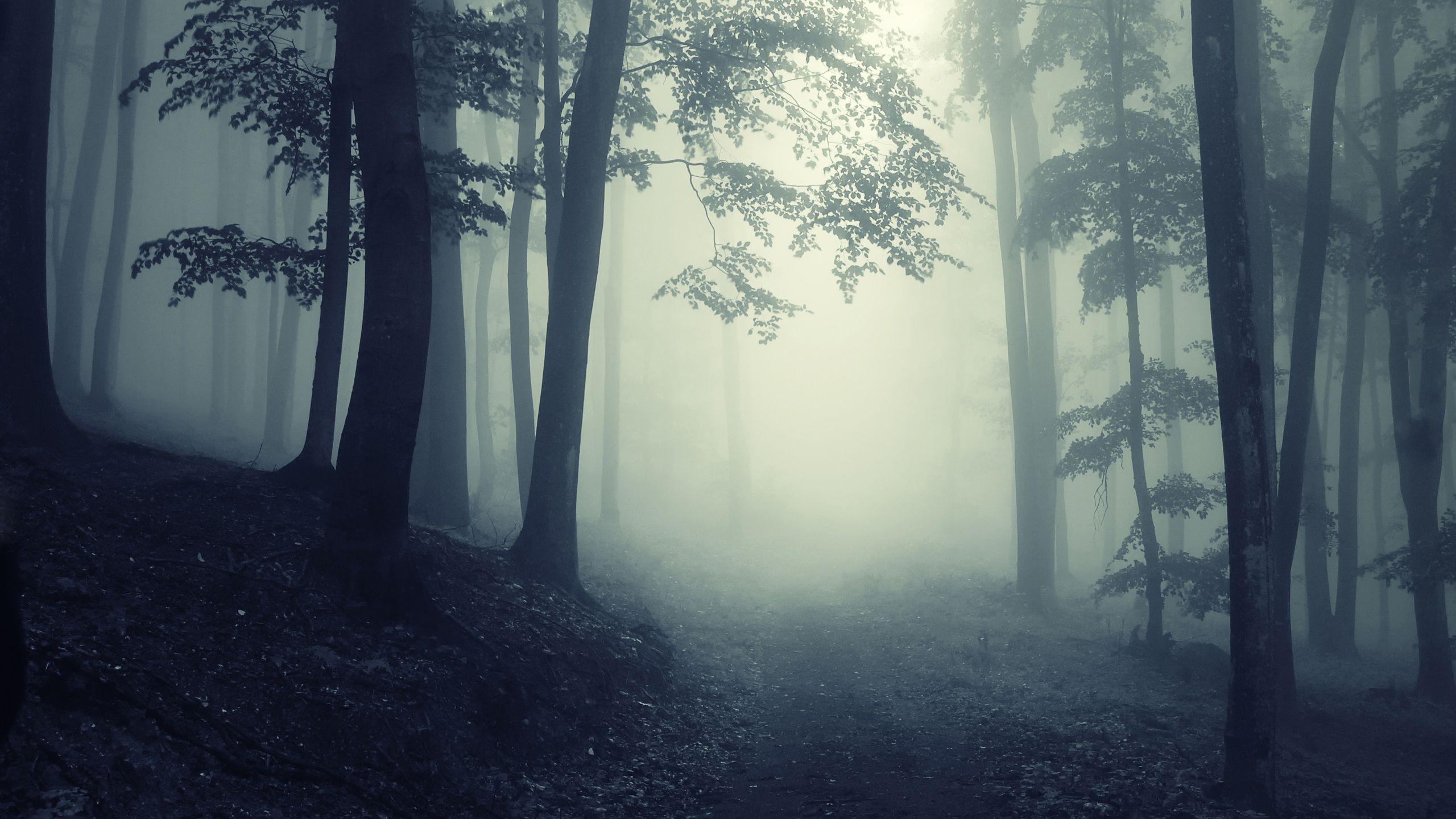 2560x1440 nature, landscape, creepy, deep, forest, road, misty, trees, deep, foggy, forest desktop wallpaper 80698