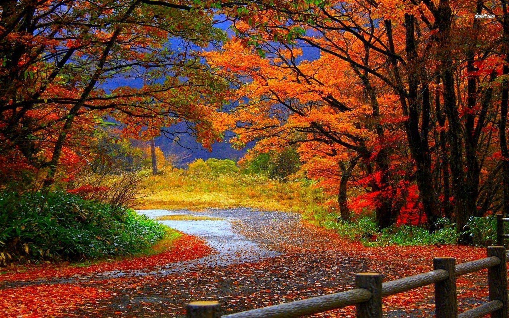 1680x1050 Fall Forest Wallpaper