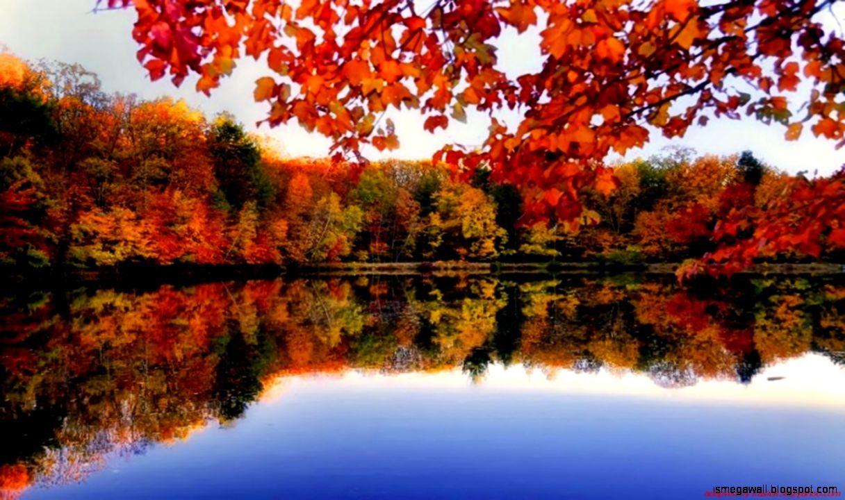 1216x720 River Side Autumn Forest Desktop Background