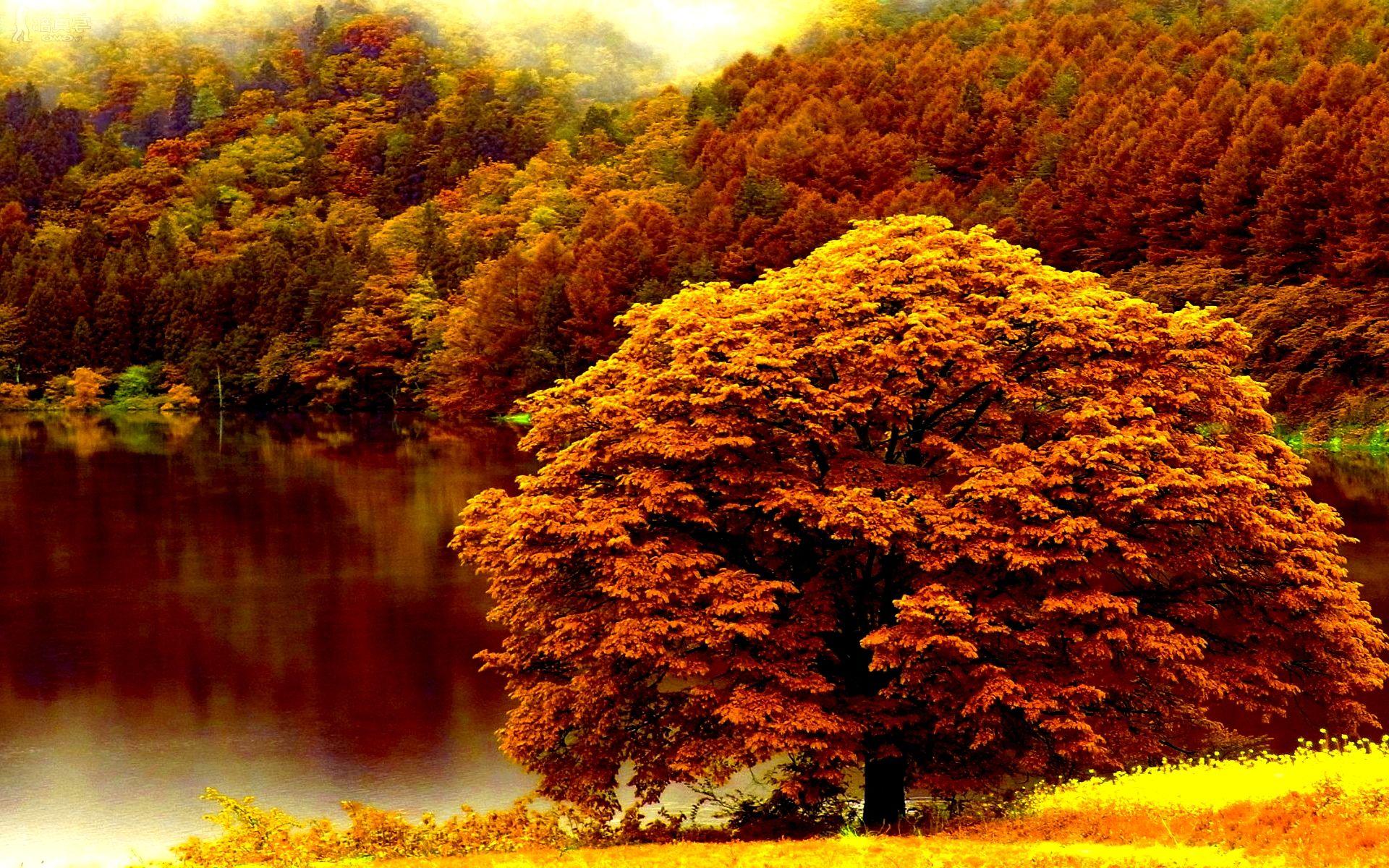 1920x1200 Free download 37 Desktop Image of Autumn Forest Autumn Forest Wallpaper [1920x1200] for your Desktop, Mobile & Tablet. Explore Autumn Forest Wallpaper. Fall Forest Wallpaper, Free Desktop Wallpaper Autumn