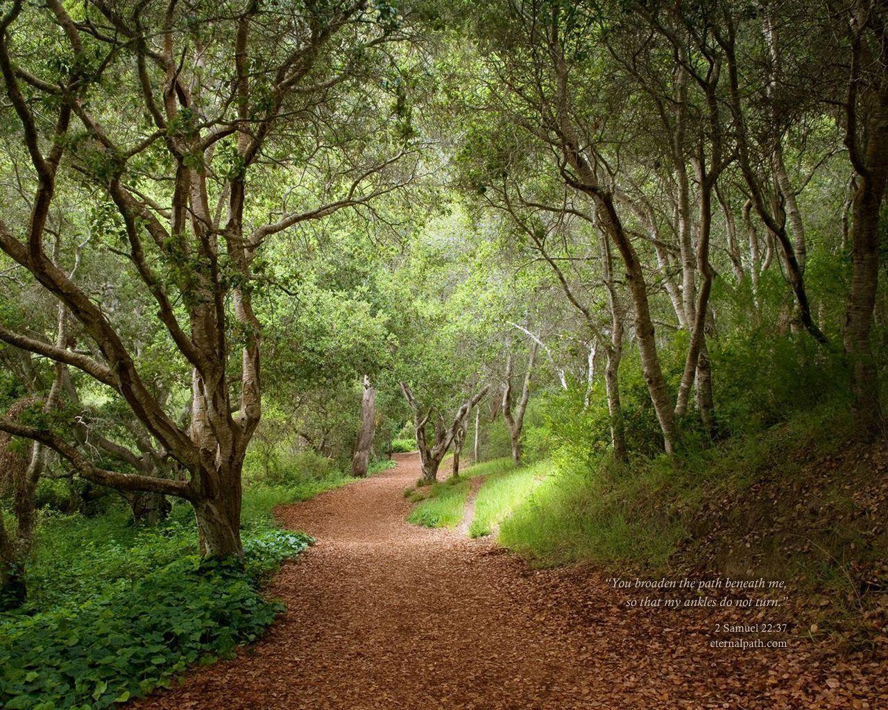 1280x1024 Google Image Result For XpmOB5LRjqU TxMy_rvnQgI AAAAAAAAAK0 Cl EabxPg_0 S1600 Path_thro. Landschaftsbilder, Wald Tapete, Mystischer Wald
