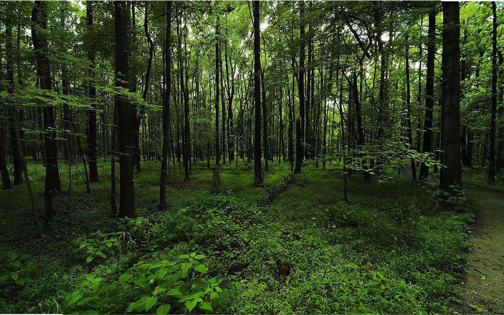 1920x1200 Wallpaper Forest Green Dark Green Background