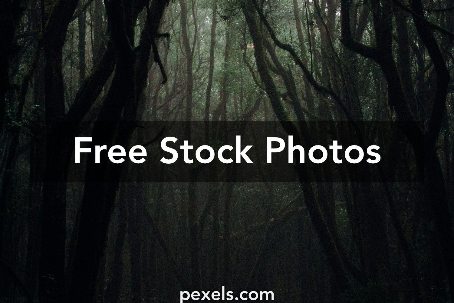 1500x1000 Best Dark Forest Photo · 100% Free Downloads
