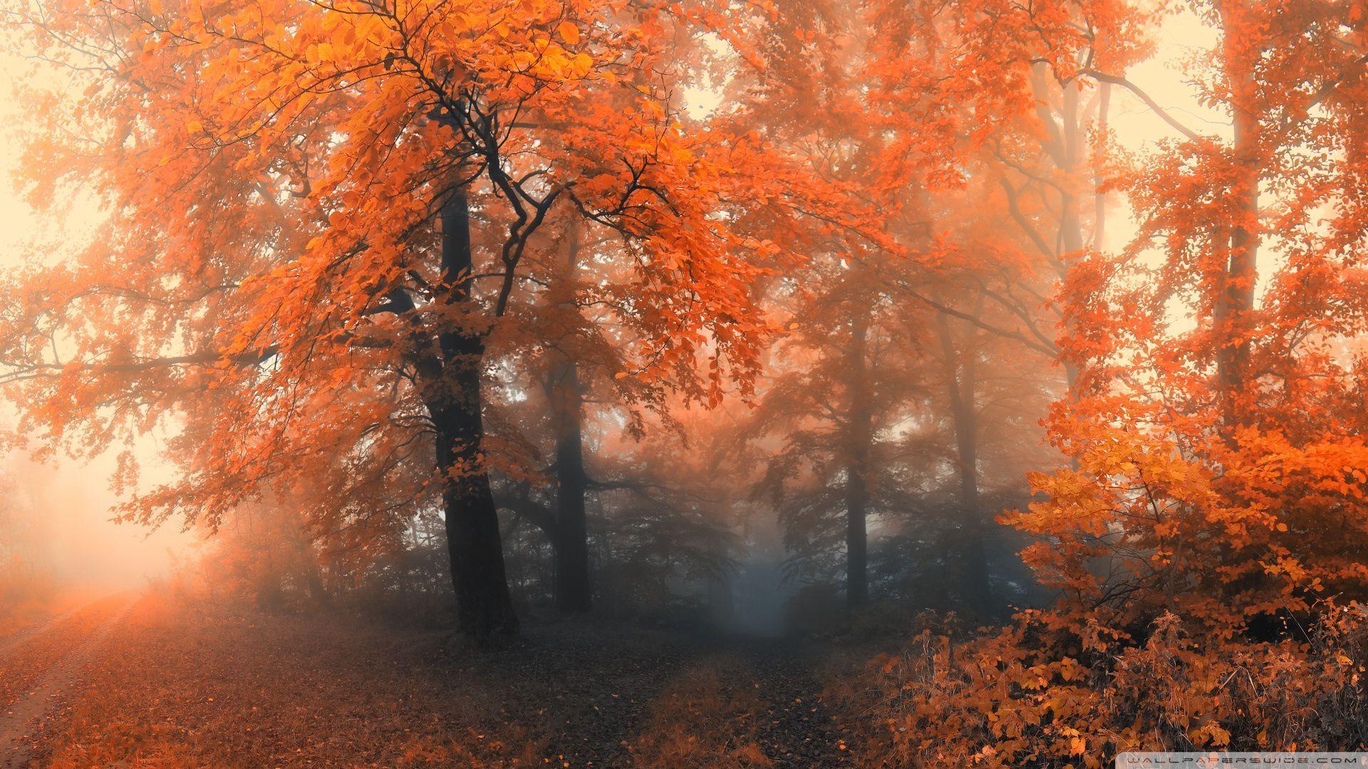 1920x1080 Autumn Forest Desktop Wallpaper. Forest wallpaper, Autumn forest, Fall wallpaper