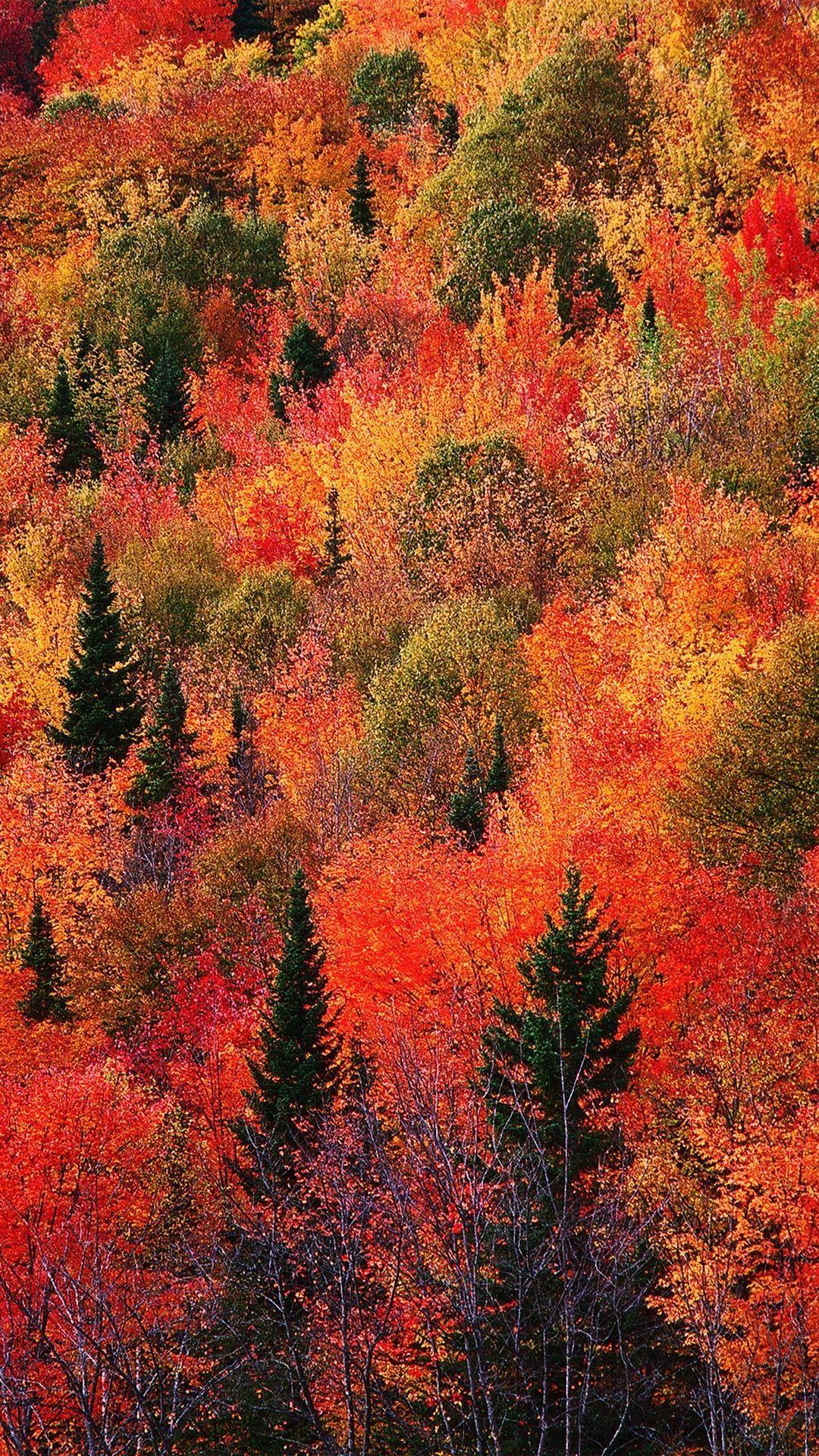 Autumn Forest iPhone Wallpapers - Top Free Autumn Forest iPhone ...