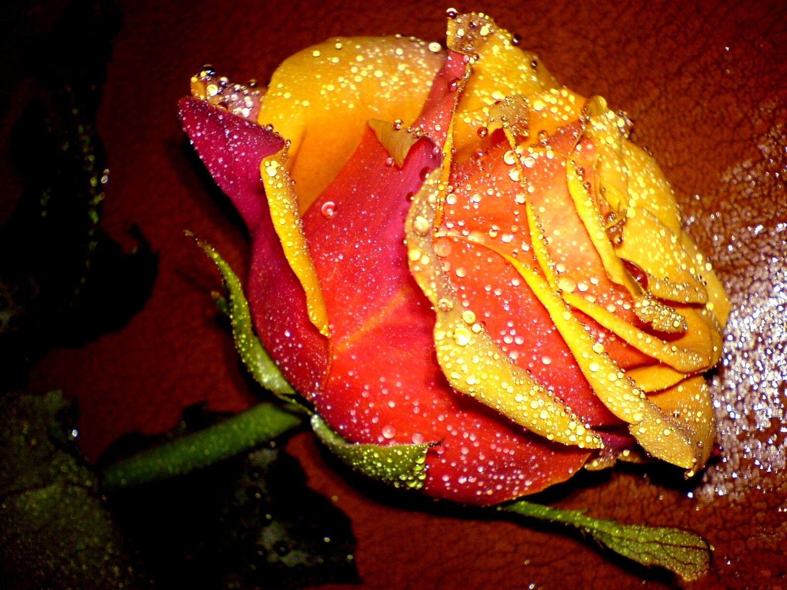 1600x1200 Flowers: Photography Wet Drops Flowers Red Fallen Nature Beautiful