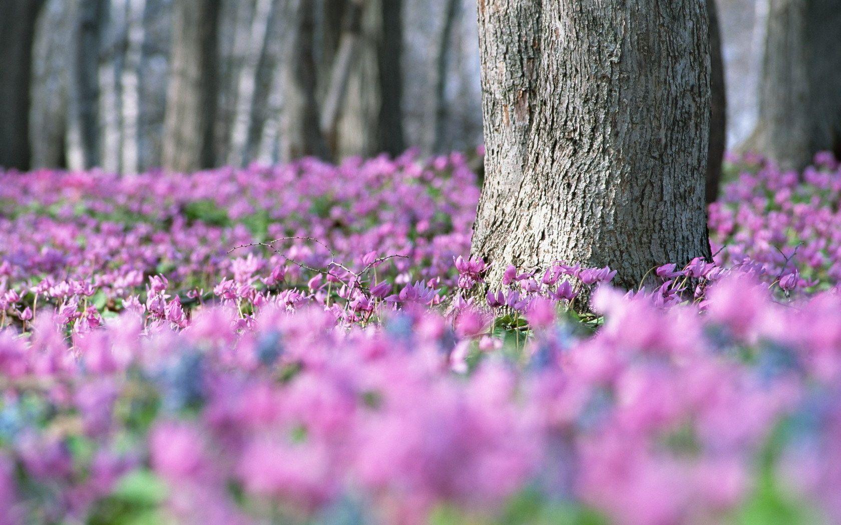 1680x1050 Flowers Meadow, Background, Picture, Photos, Laptop