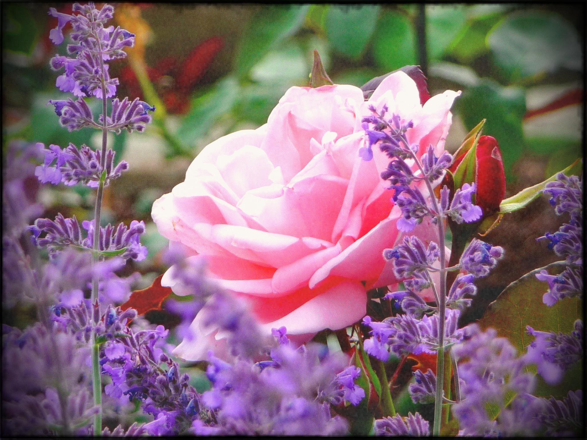 Flowers Laptop Wallpapers Top Free Flowers Laptop Backgrounds 