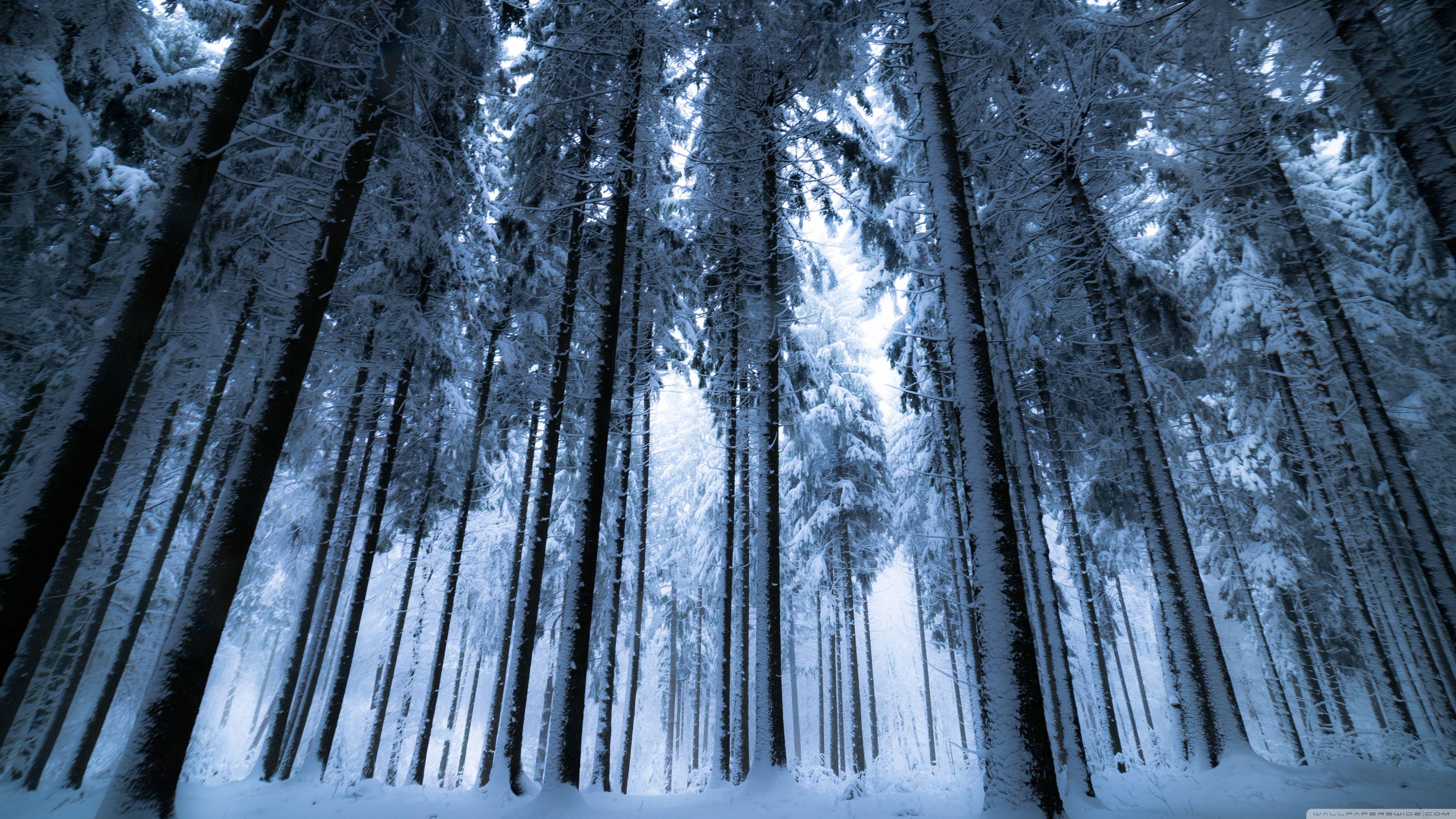 Dark Snowy Forest Wallpapers Top Free Dark Snowy Forest Backgrounds 