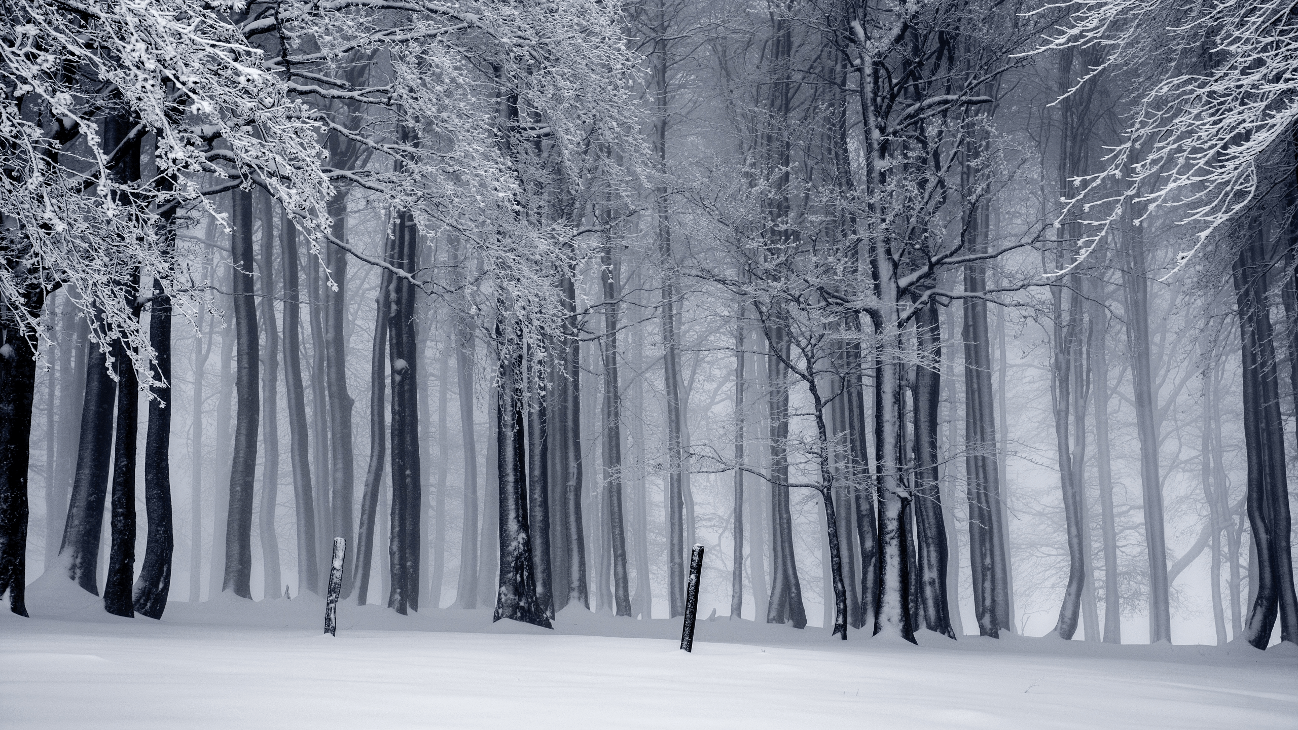 2560x1440 Winter forest 2560 × 1440