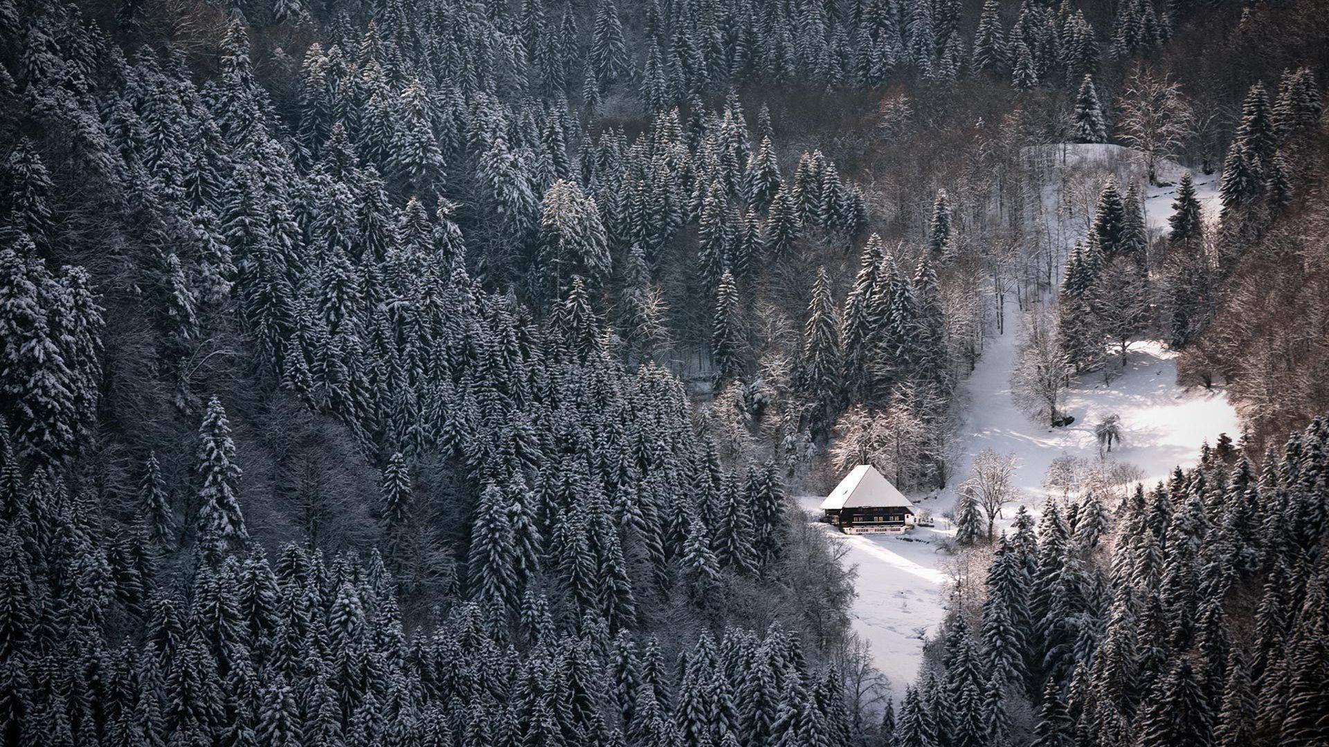 1920x1080 Free download Snowy Forest Wallpaper Black And White Image Picture Becuo [1920x1080] for your Desktop, Mobile & Tablet. Explore Black and White Forest Wallpaper. Dark Forest Wallpaper, Black Forest