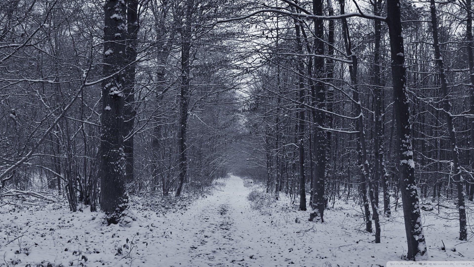 Dark Snowy Forest Wallpapers Top Free Dark Snowy Forest Backgrounds 