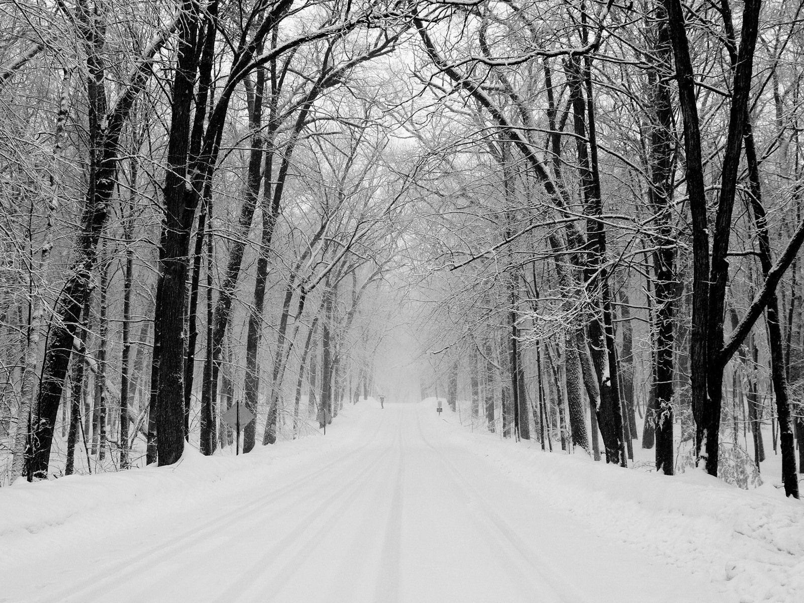 1600x1200 Black And White Snow Forest Wallpaper And White Snowy Background HD Wallpaper