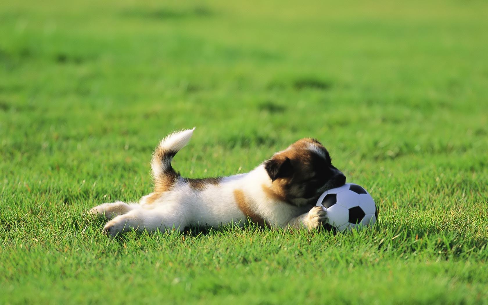 1680x1050 Soccer HD Wallpaper. Soccer Desktop Wallpaper