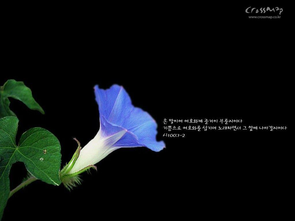 1024x768 Flower Morning Glory Chinese Writing Wallpaper Rose HD Flower