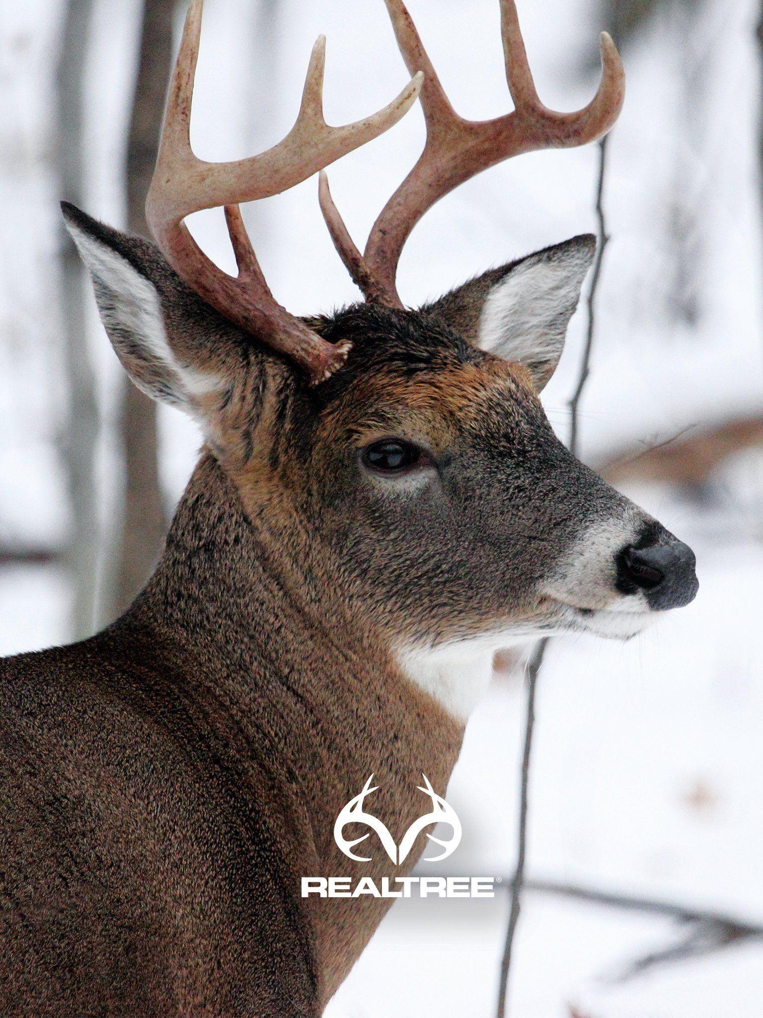 1536x2048 Wallpaper. Realtree