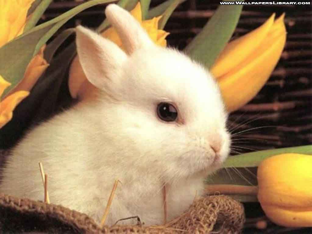 1024x768 HD Desktop Wallpaper: rabbit wallpaper