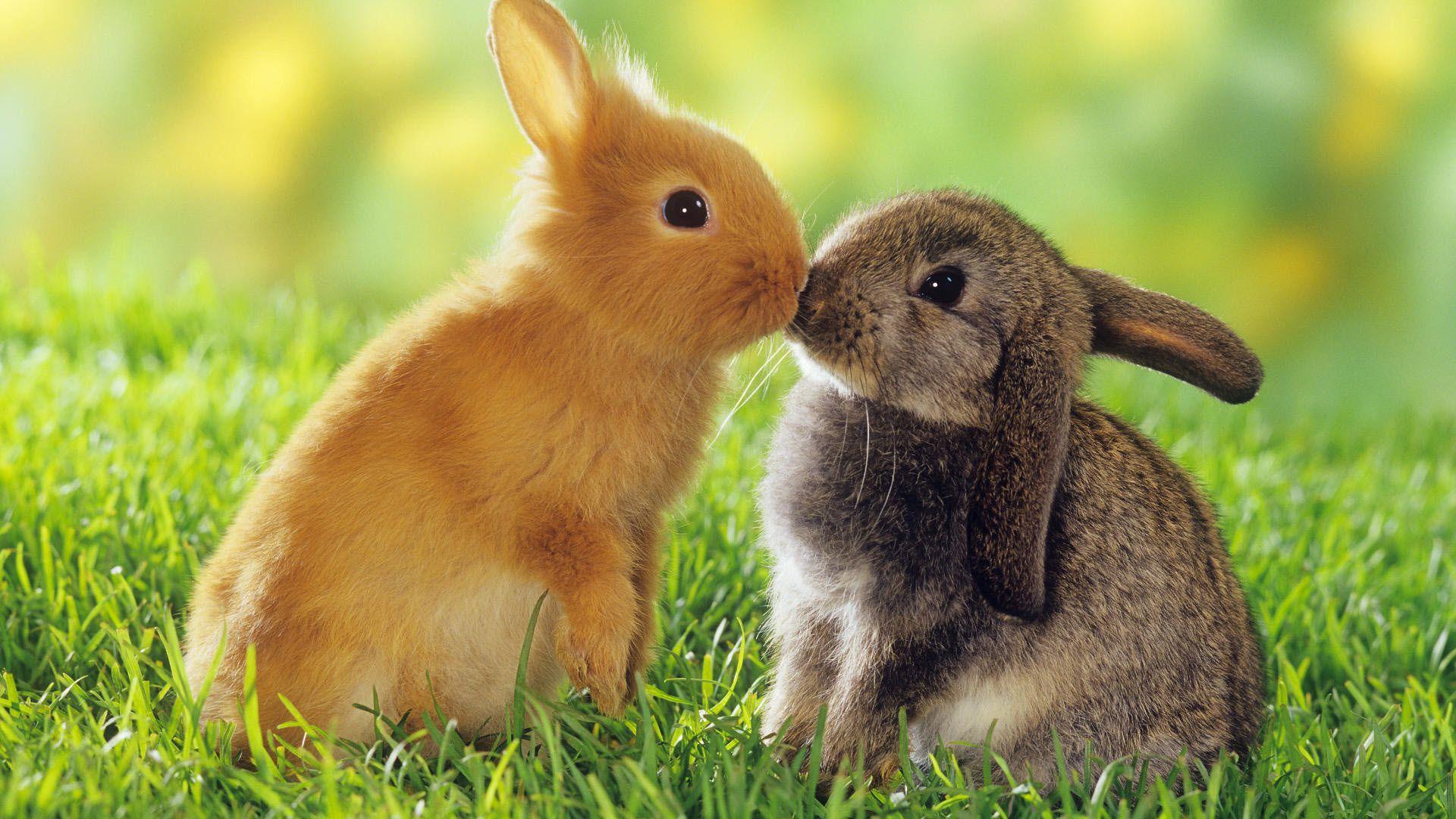 1920x1080 Rabbit wallpaper, Animal, HQ Rabbit pictureK Wallpaper 2019