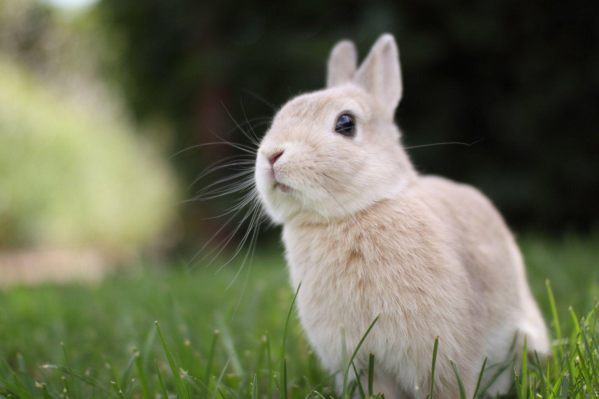 Rabbit Desktop Wallpapers - Top Free Rabbit Desktop Backgrounds