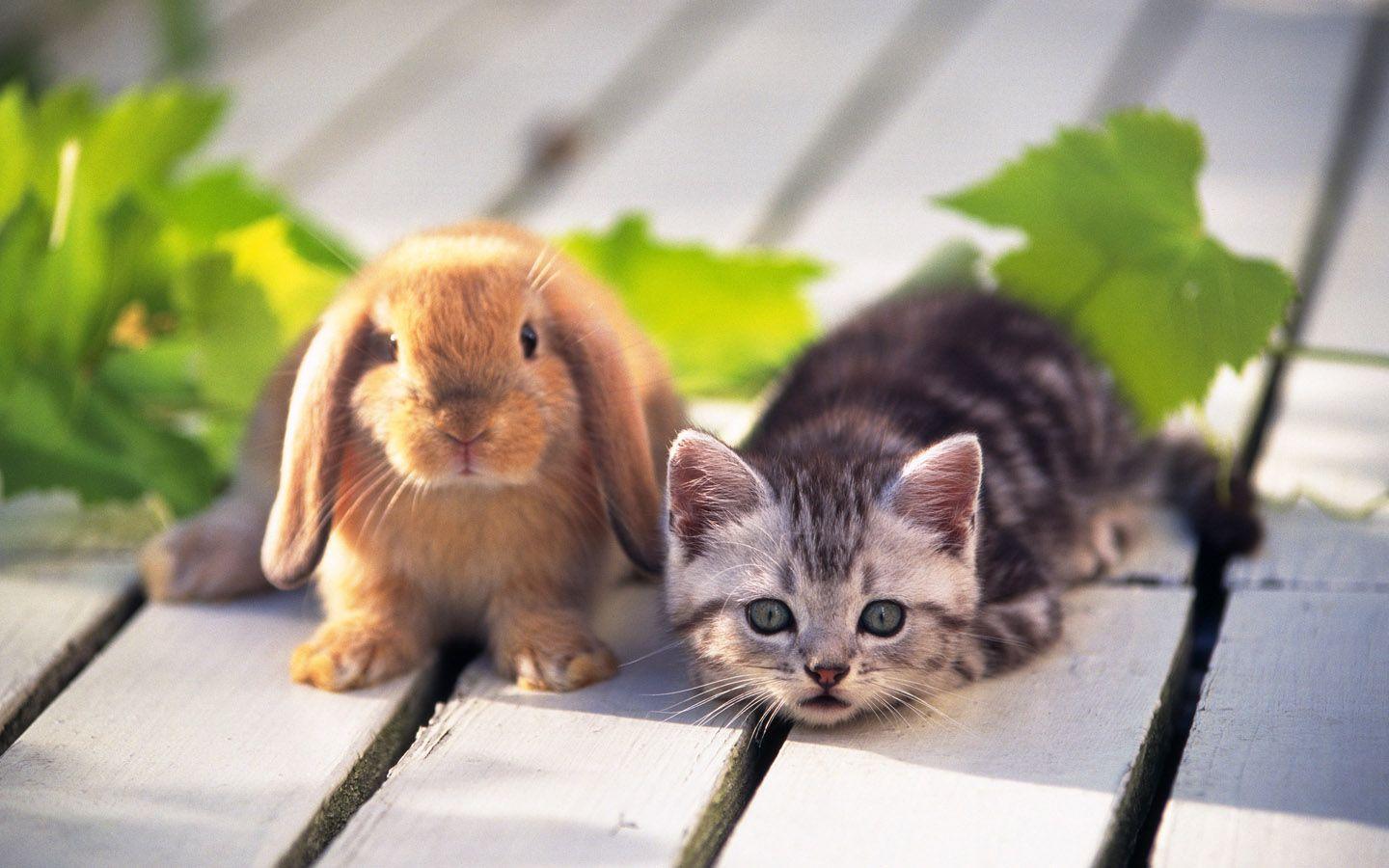 1440x900 rabbit and cat sweet HD wallappers for desktop