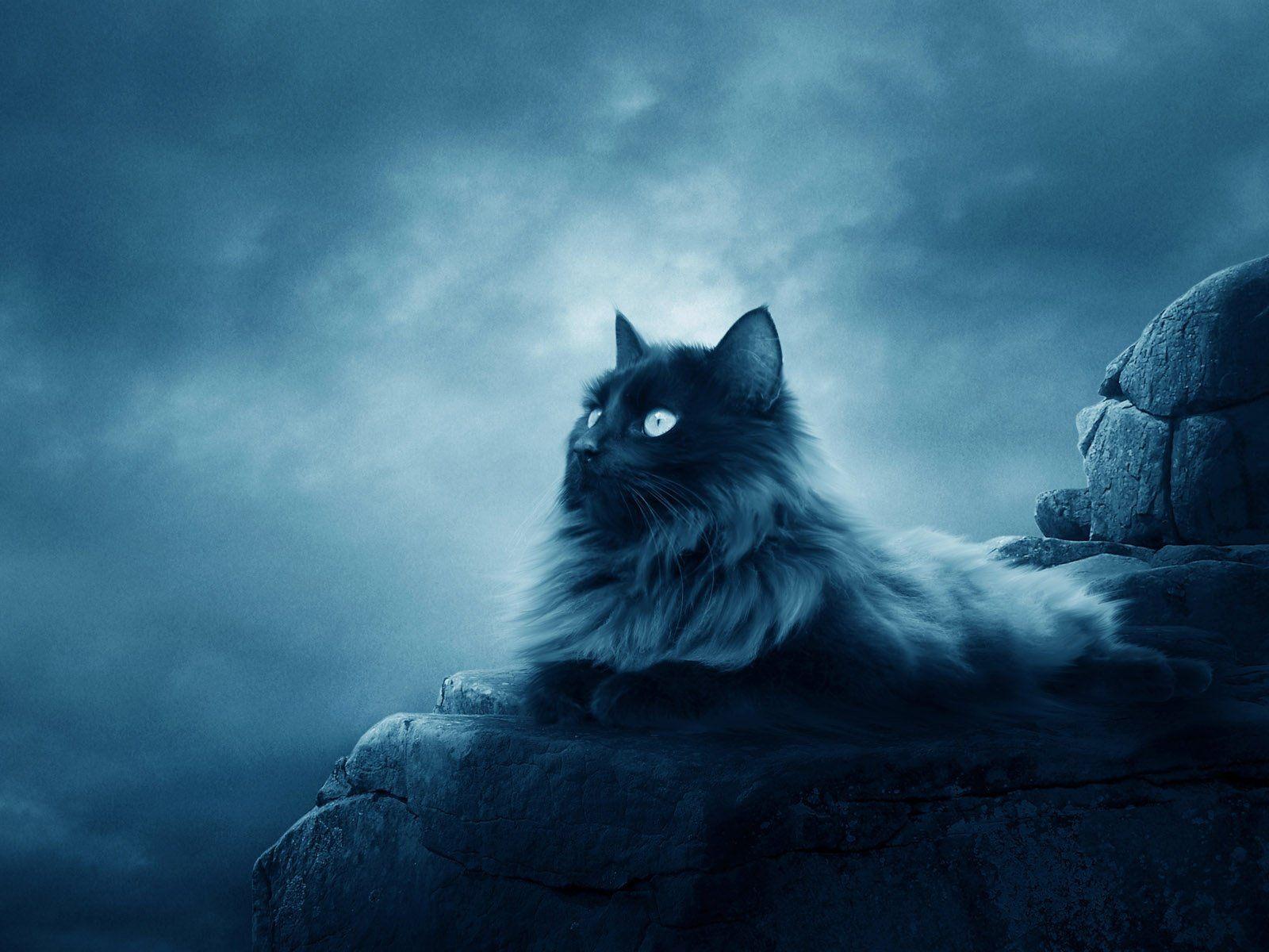 Moon Cat Wallpapers - Top Free Moon Cat Backgrounds - WallpaperAccess