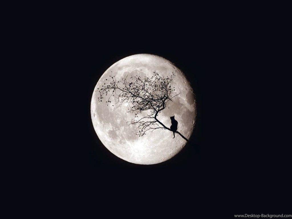 1024x768 MOon Moon Wallpaper Fanpop. Cat wallpaper, Moon image, Beautiful moon