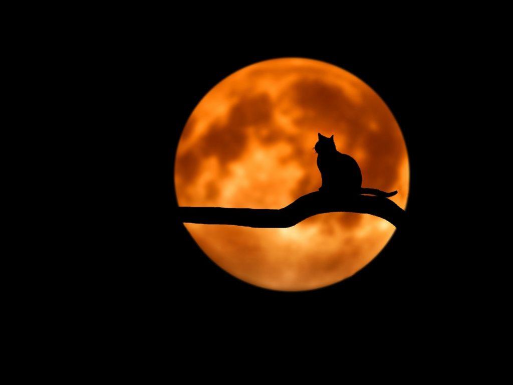 1024x768 Moon, cat, silhouette, minimal, art wallpaper, 1920x HD image, picture, 94519700