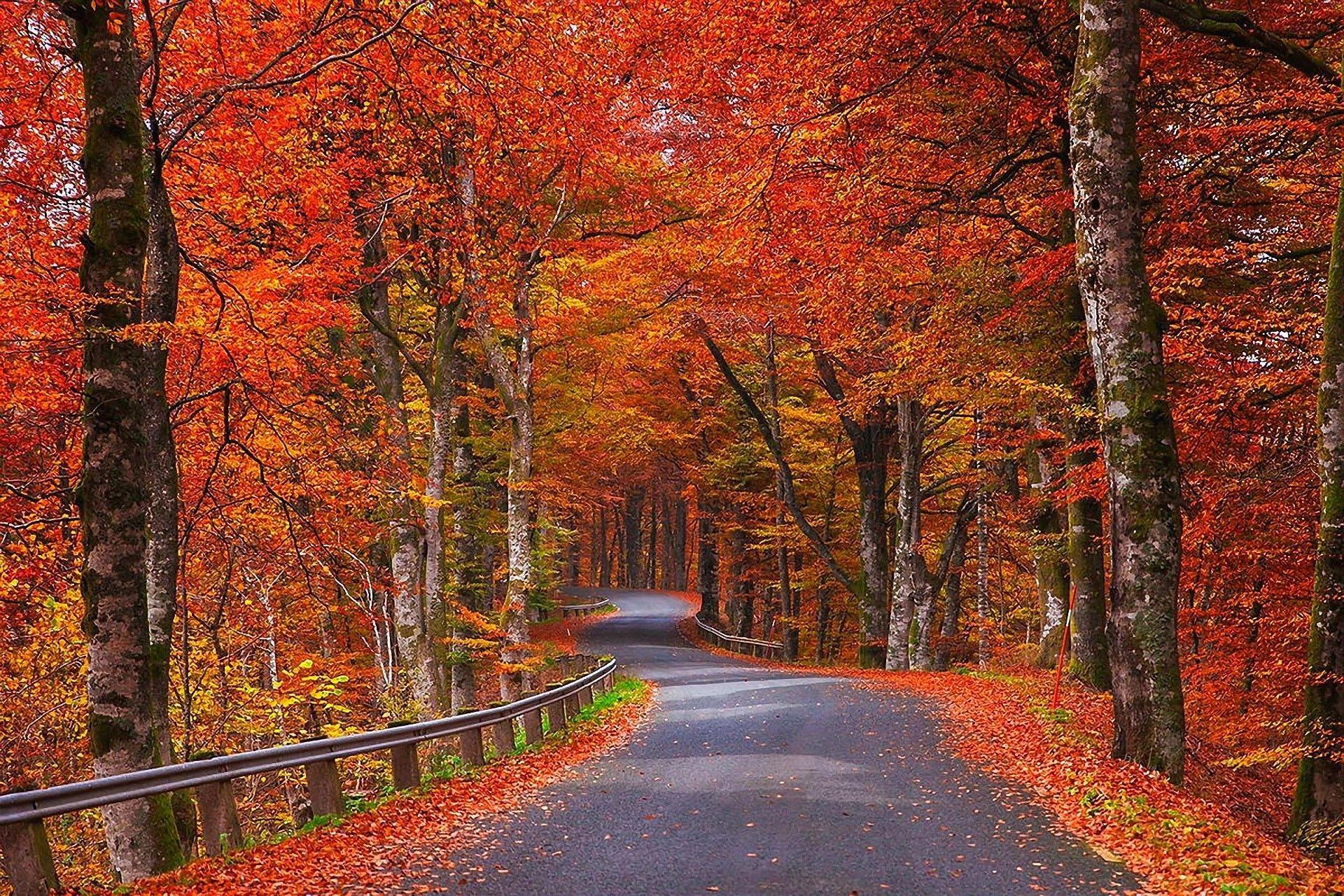 1920x1280 Autumn forest, winding road