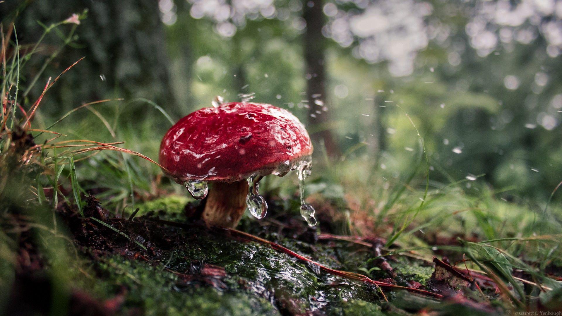 1920x1080 mushroom, Forest Wallpaper HD / Desktop and Mobile Background