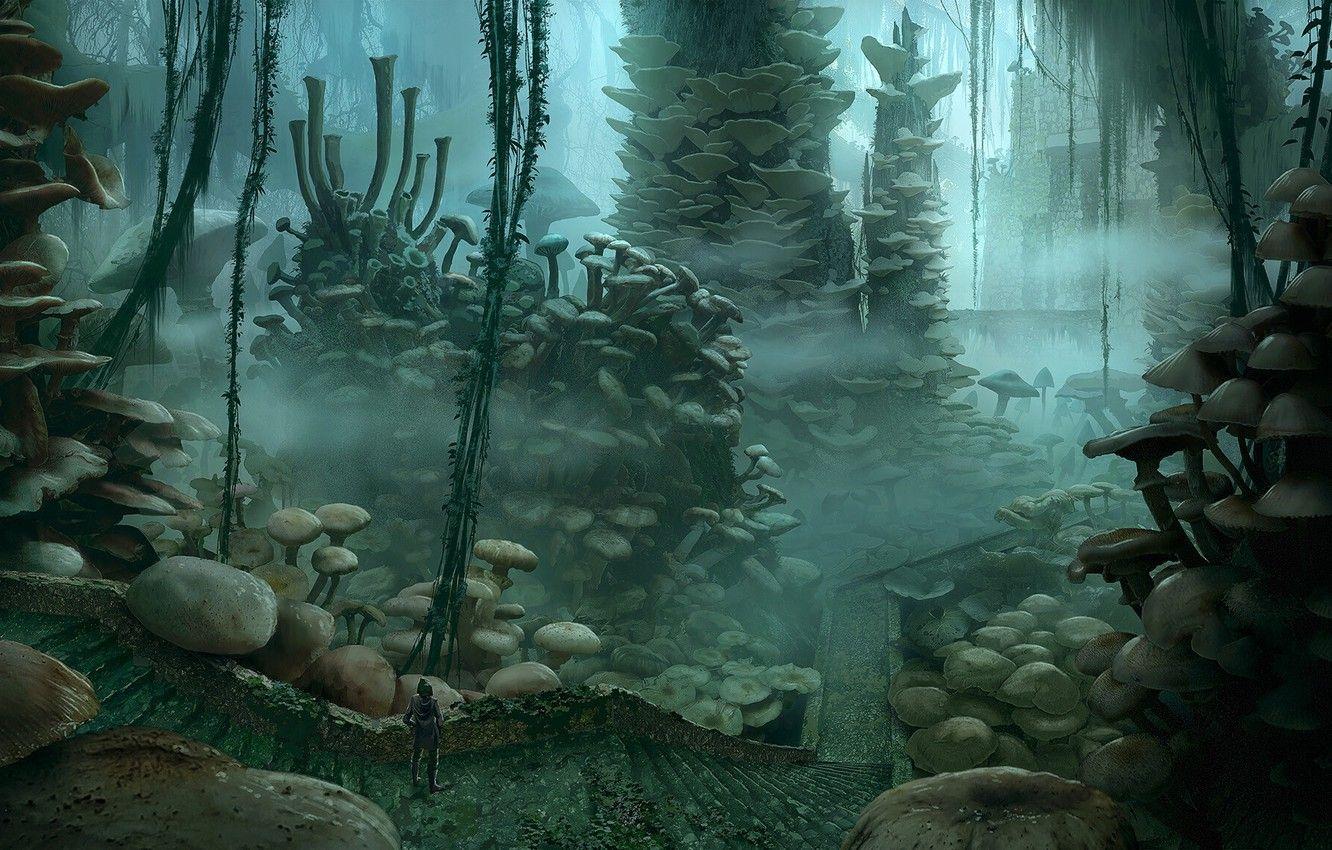 1332x850 Wallpaper road, mushrooms, construction, stage, Ancient forest image for desktop, section фантастика