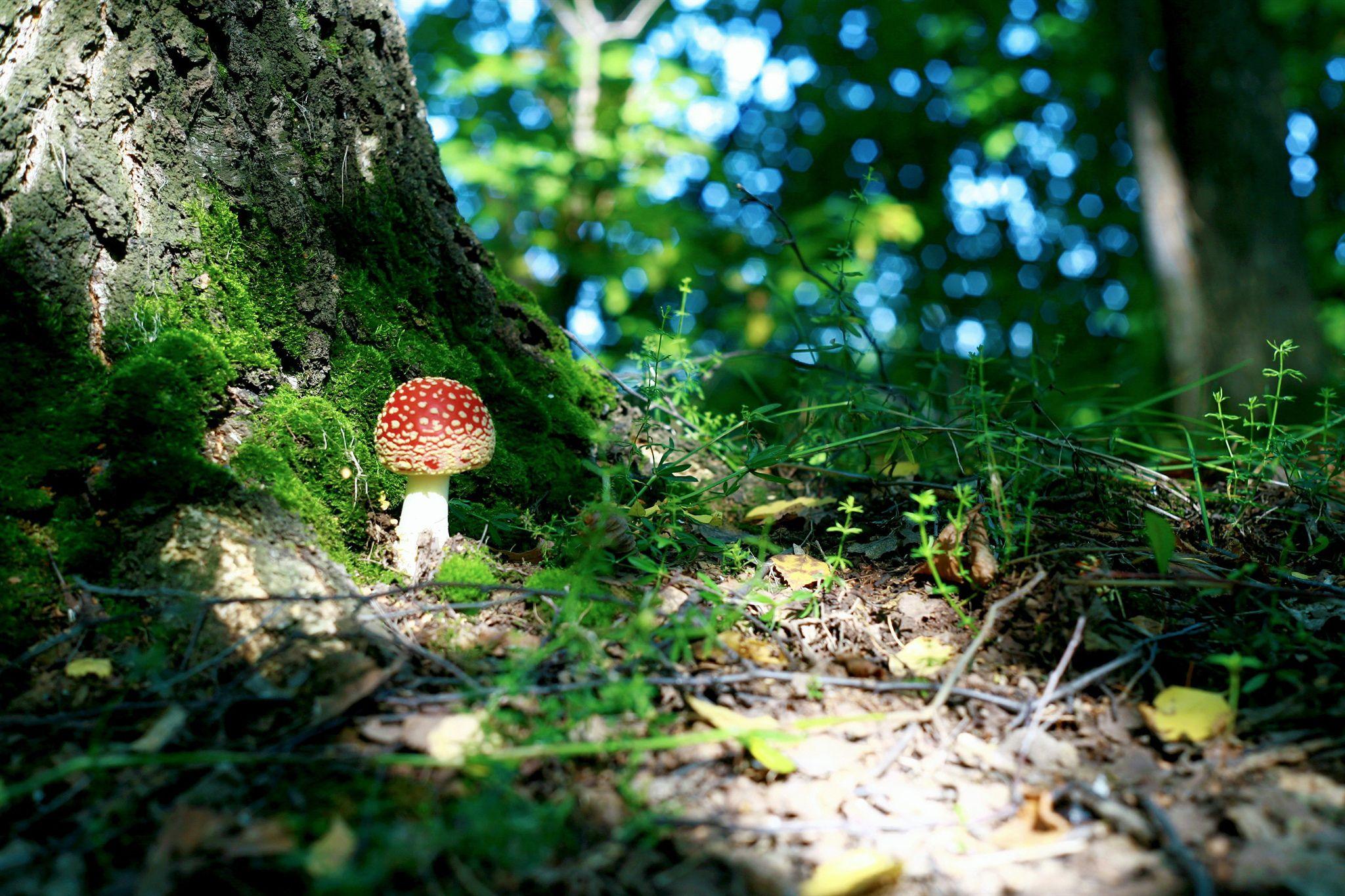 2048x1365 Green macro forest moss leaves mushroom tree wallpaperx1365