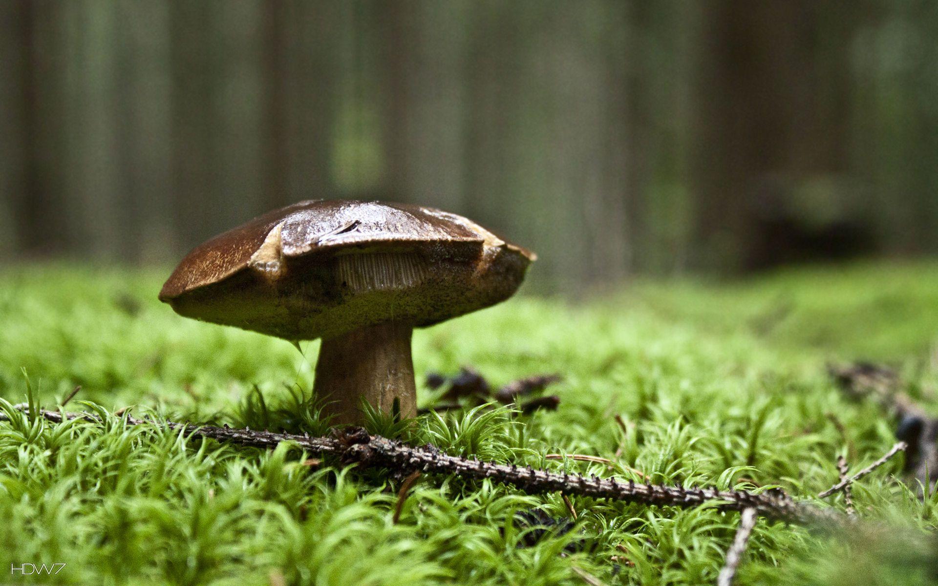 1920x1200 mushroom in the forest wallpaper. HD wallpaper gallery